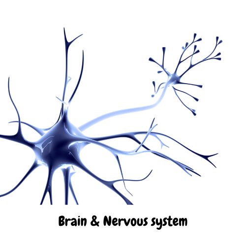 Brain & Nervous system