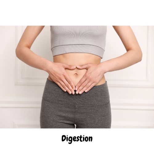 Digestion